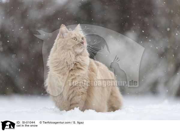 cat in the snow / SI-01044
