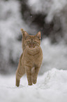 domestic cat in the snow