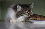 cat is snuffling fish