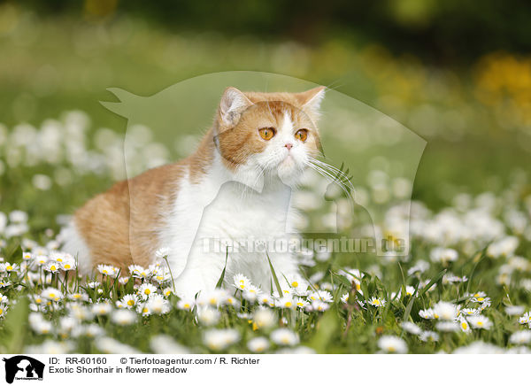 Exotic Shorthair in flower meadow / RR-60160