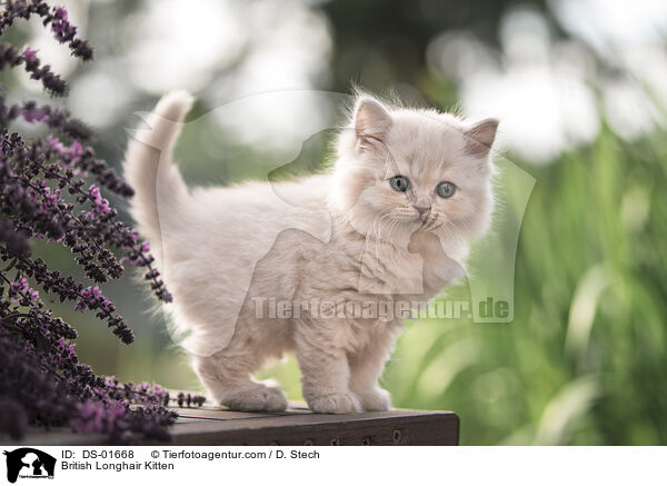 British Longhair Kitten / DS-01668