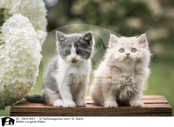 British Longhair Kitten / DS-01691