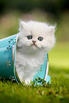 standing British longhair kitten
