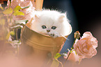 British long-haired kitten between roses