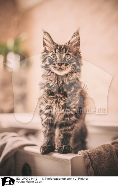 young Maine Coon / JRO-01412