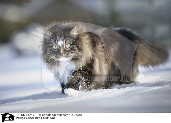 walking Norwegian Forest Cat / DS-01217