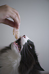 eating Norwegian Forest Cat