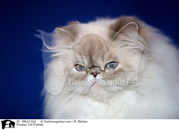 Persian Cat Portrait / RR-01324