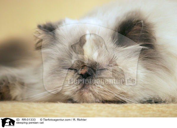 sleeping persian cat / RR-01333