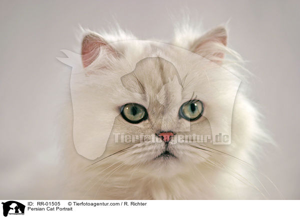 Persian Cat Portrait / RR-01505