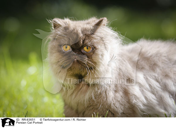 Persian Cat Portrait / RR-83651