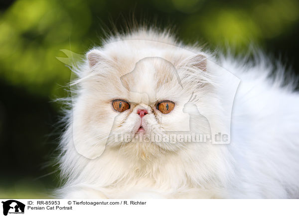 Persian Cat Portrait / RR-85953