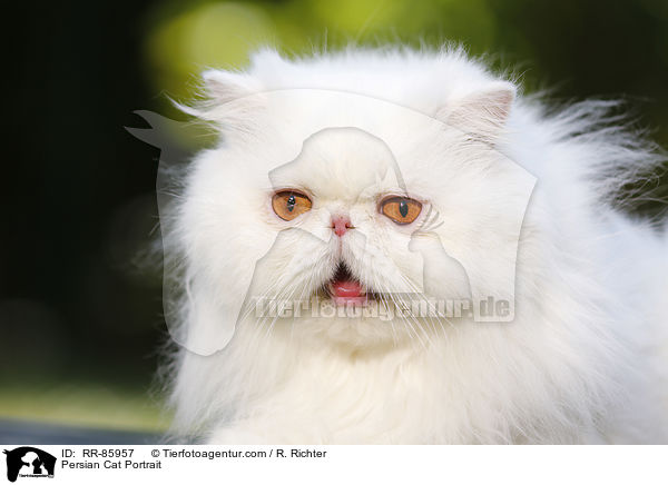 Persian Cat Portrait / RR-85957