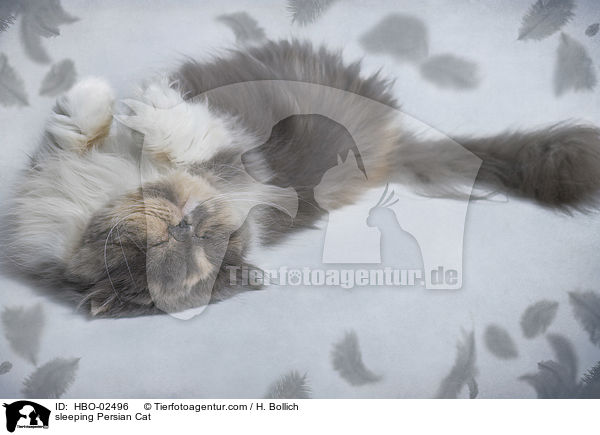 sleeping Persian Cat / HBO-02496