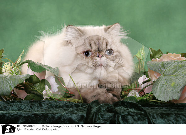 lying Persian Cat Colourpoint / SS-09766