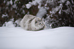 Ragdoll in snow