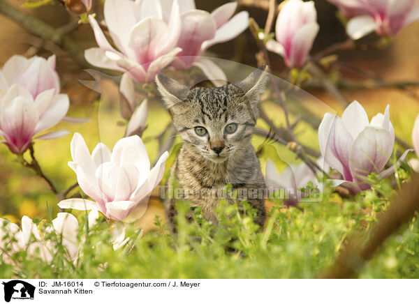 Savannah Kitten / JM-16014