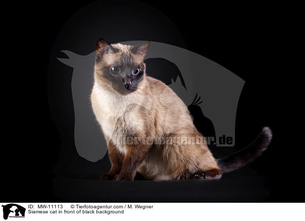 Siamese cat in front of black background / MW-11113