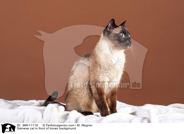 Siamese cat in front of brown background / MW-11118