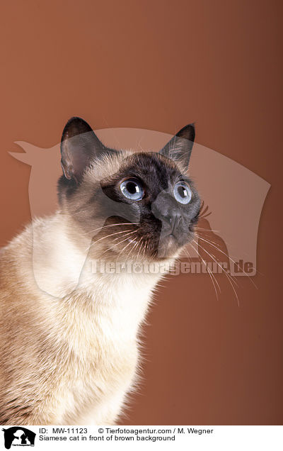 Siamese cat in front of brown background / MW-11123