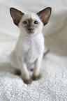 Siamese Cat kitten