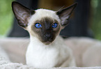 young Siamese Cat