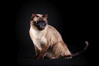 Siamese cat in front of black background
