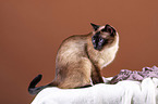 Siamese cat in front of brown background