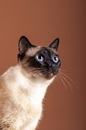 Siamese cat in front of brown background