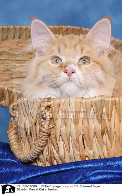 Siberian Forest Cat in basket / SS-11000