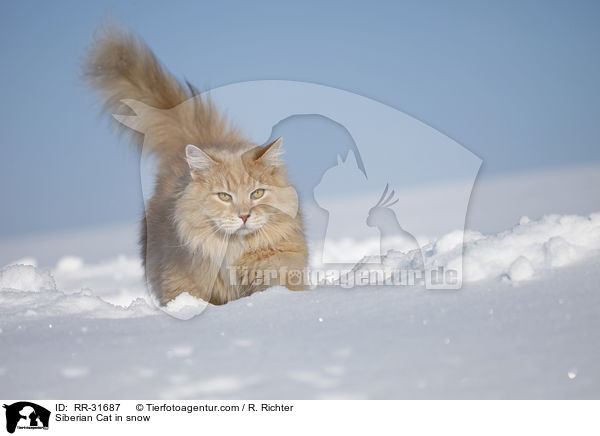 Siberian Cat in snow / RR-31687