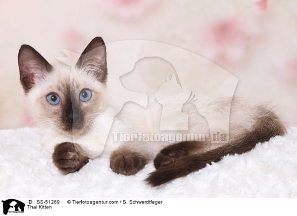 Thai Kitten / SS-51269