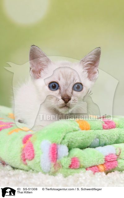 Thai Kitten / SS-51308