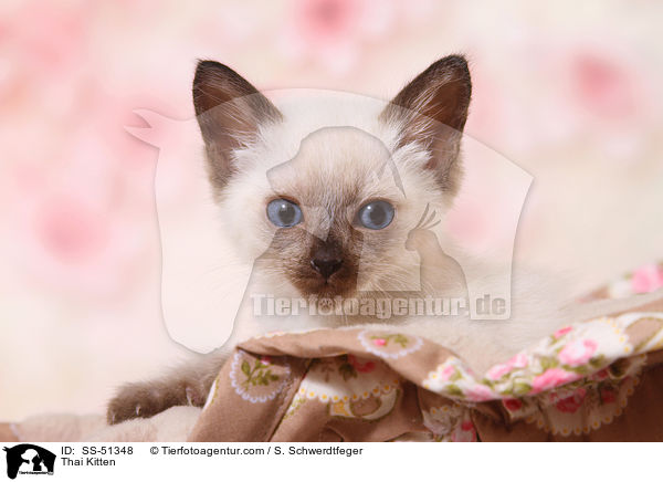 Thai Kitten / SS-51348