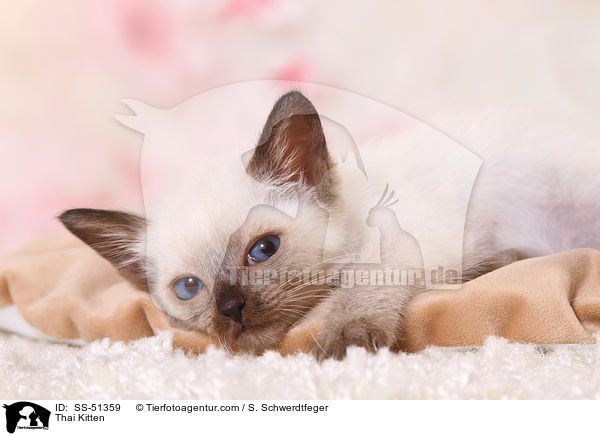 Thai Kitten / SS-51359
