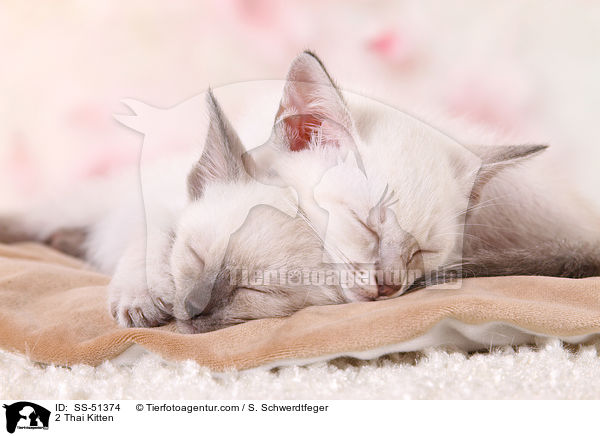 2 Thai Kitten / SS-51374