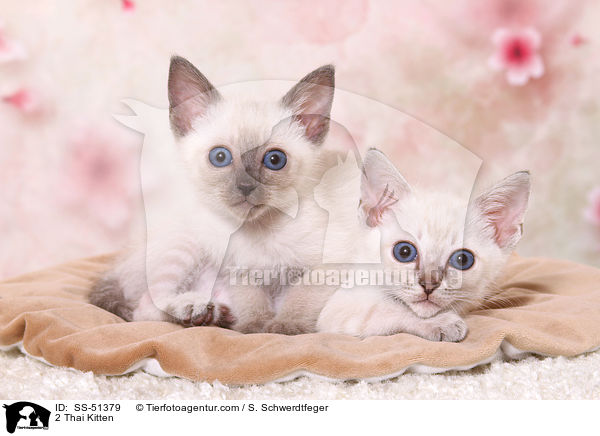 2 Thai Kitten / SS-51379