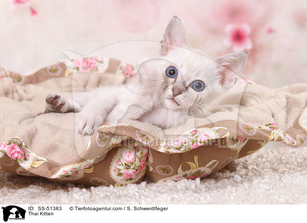 Thai Kitten / SS-51383