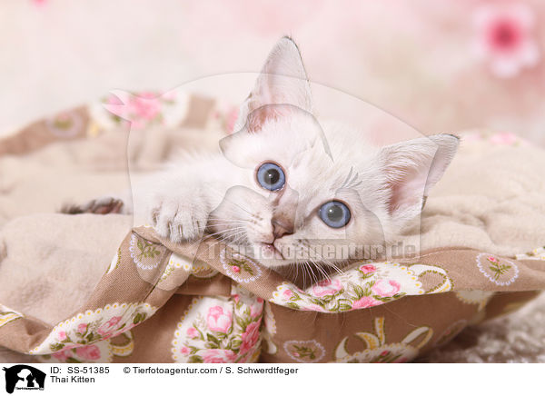 Thai Kitten / SS-51385