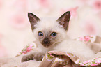 Thai Kitten