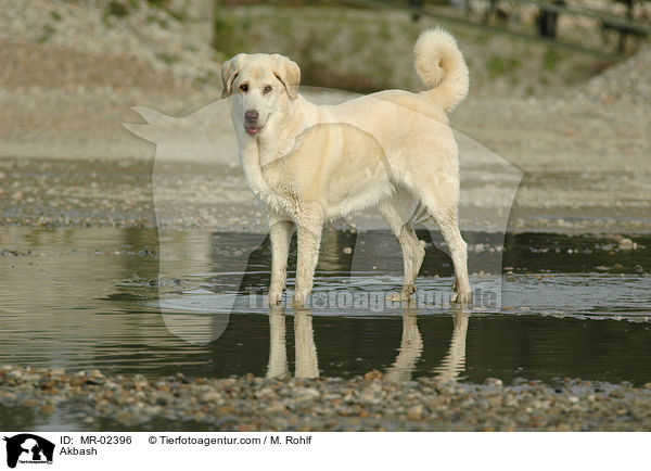 Anatolischer Hirtenhund / Akbash / MR-02396
