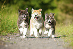 running Akita Inu puppies