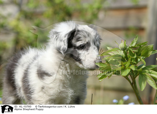 Alpine Shepherd Puppy / KL-10760