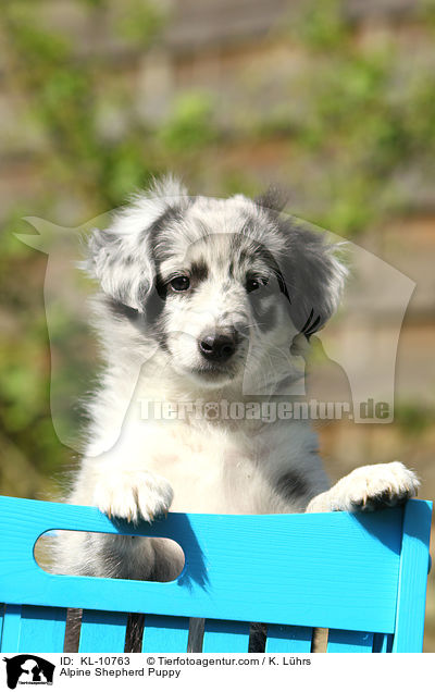 Alpine Shepherd Puppy / KL-10763