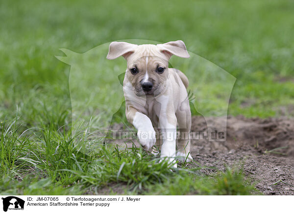 American Staffordshire Terrier puppy / JM-07065