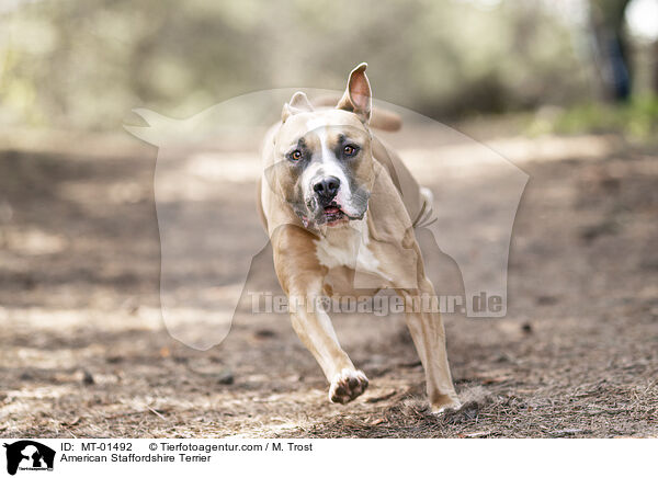 American Staffordshire Terrier / MT-01492