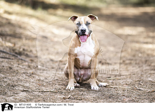 American Staffordshire Terrier / MT-01495
