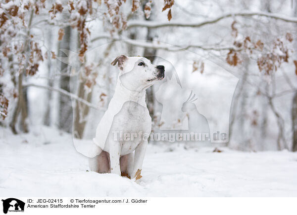 American Staffordshire Terrier / JEG-02415