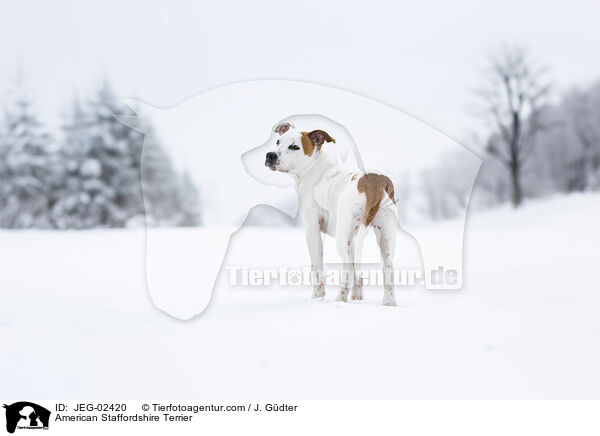American Staffordshire Terrier / JEG-02420