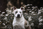 female American Staffordshire Terrier